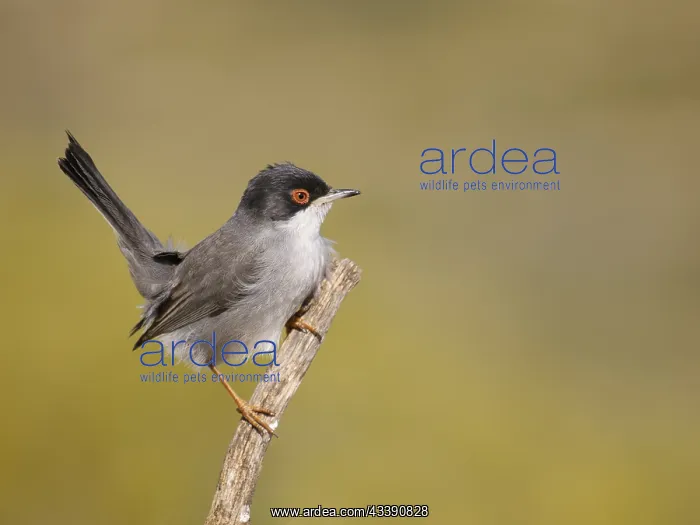 : Sardinian Warbler - male Sylvia melanocephala Valencia : Sardinian Warbler - male Sylvia melanocephala Valencia