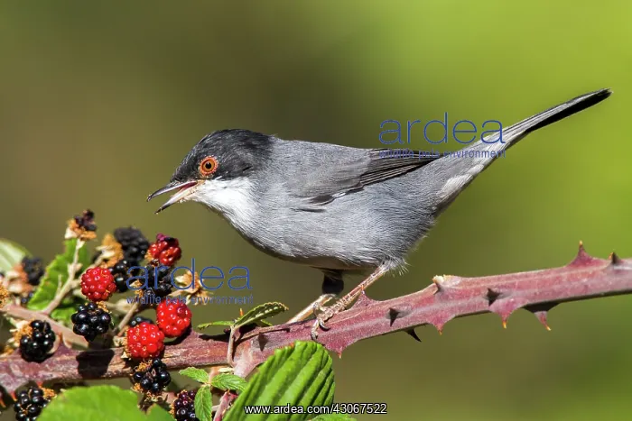 : Sardinian Warbler (Sylvia melanocephala) male on : Sardinian Warbler (Sylvia melanocephala) male on