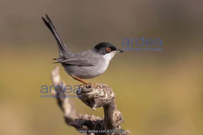 : Sardinian warbler (Sylvia melanocephala), male on : Sardinian warbler (Sylvia melanocephala), male on