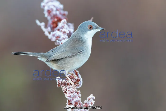 : Sardinian Warbler (Sylvia melanocephala), side view : Sardinian Warbler (Sylvia melanocephala), side view