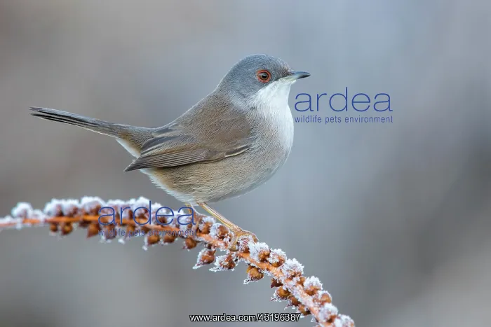 : Sardinian Warbler (Sylvia melanocephala), side view : Sardinian Warbler (Sylvia melanocephala), side view