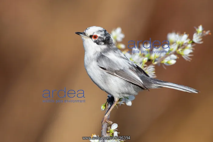 : Sardinian Warbler (Sylvia melanocephala), side view : Sardinian Warbler (Sylvia melanocephala), side view