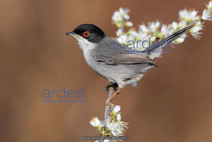  : Sardinian Warbler (Sylvia melanocephala), side view