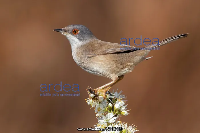 : Sardinian Warbler (Sylvia melanocephala), side view : Sardinian Warbler (Sylvia melanocephala), side view
