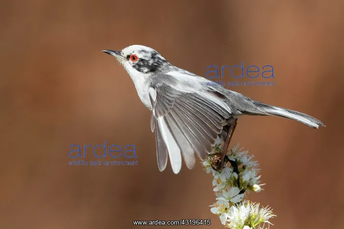 : Sardinian Warbler (Sylvia melanocephala), side view : Sardinian Warbler (Sylvia melanocephala), side view