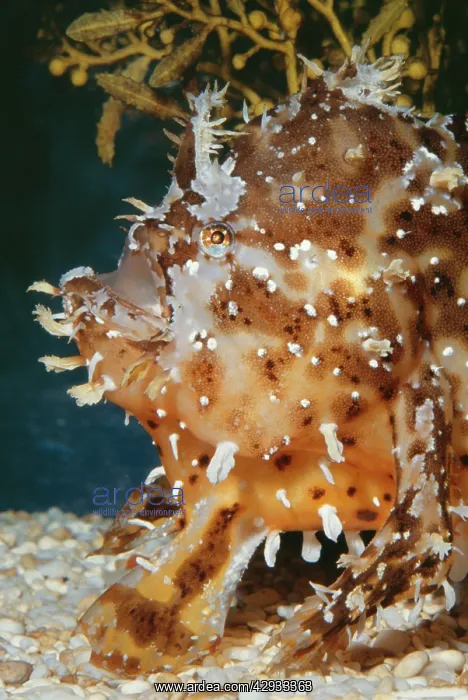 : Sargassum Fish : Sargassum Fish