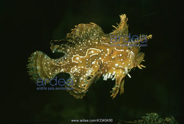 : SARGASSUM FISH : SARGASSUM FISH