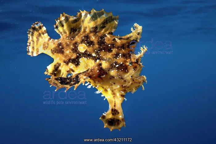  : Sargassumfish (Histrio histrio) drifting off Tahiti