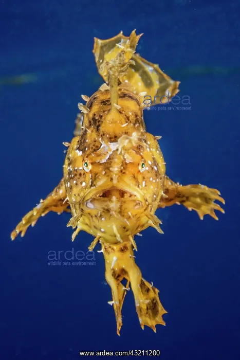 : Sargassumfish (Histrio histrio) drifting off Tahiti : Sargassumfish (Histrio histrio) drifting off Tahiti