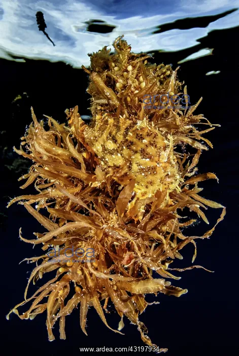 : Sargassumfish (Histrio histrio) hidden among Sargasso : Sargassumfish (Histrio histrio) hidden among Sargasso