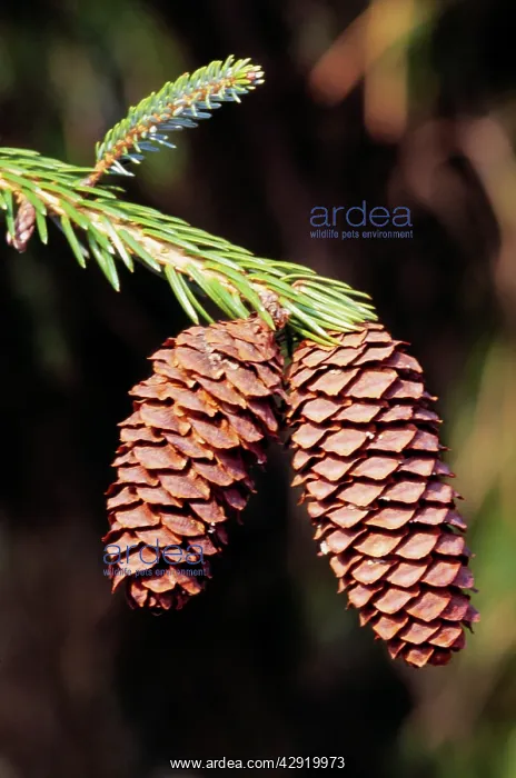 : Sargent Spruce - cone : Sargent Spruce - cone