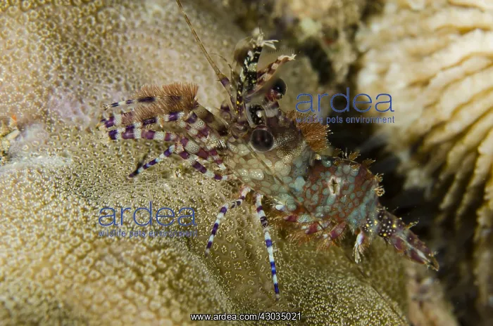 : Saron Shrimp - aka Marble Shrimp - Night dive : Saron Shrimp - aka Marble Shrimp - Night dive