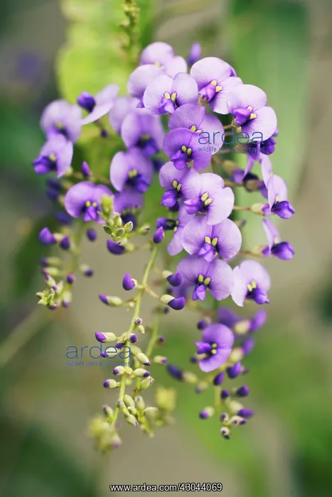 : Sarsaparilla : Sarsaparilla