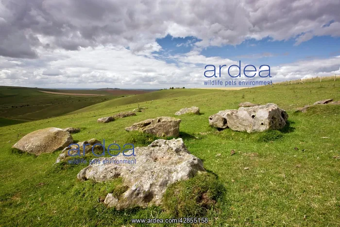 : Sarsen Stones - on the steep south-facing chalk downs : Sarsen Stones - on the steep south-facing chalk downs