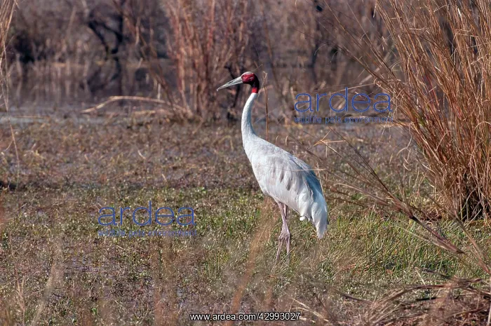 : Sarus crane : Sarus crane