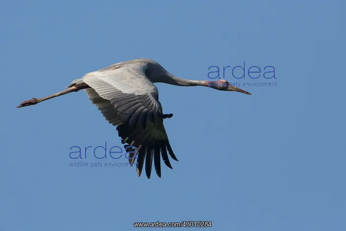 : Sarus Crane : Sarus Crane