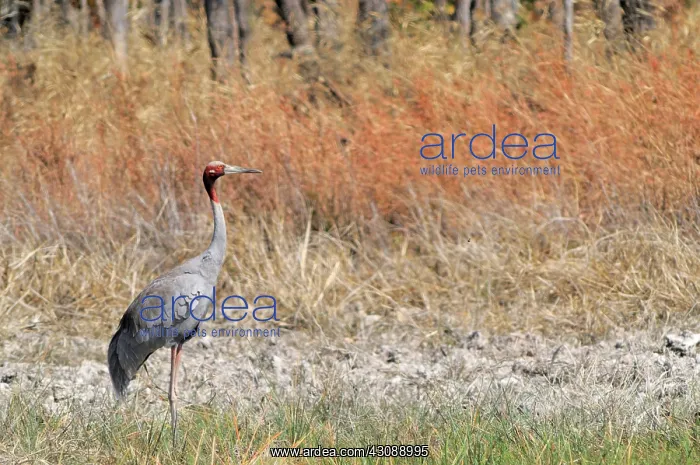 : Sarus Crane : Sarus Crane