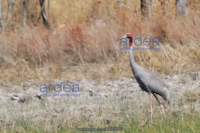 : Sarus Crane : Sarus Crane