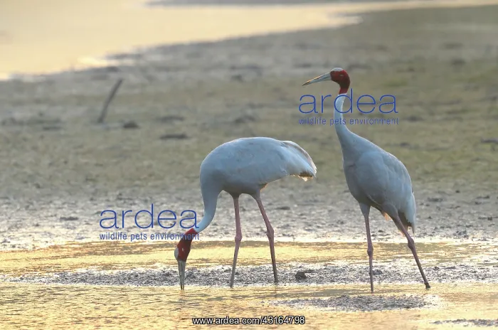 : Sarus Crane : Sarus Crane