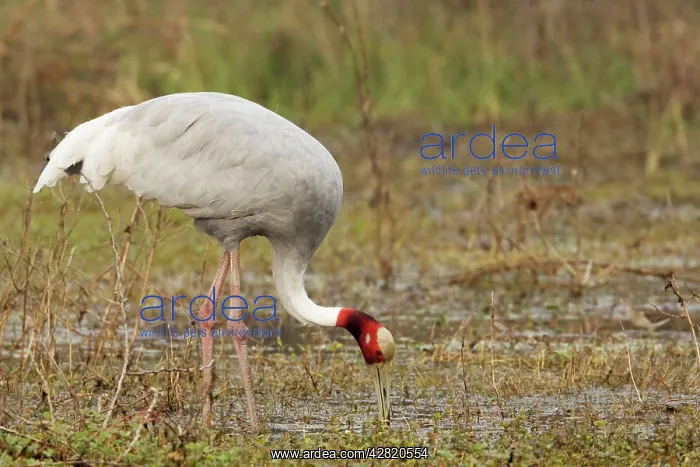 : Sarus Crane - feeding in marsh : Sarus Crane - feeding in marsh