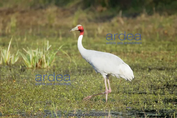 : Sarus Crane - feeding in marsh : Sarus Crane - feeding in marsh