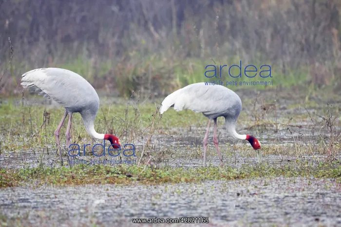 : Sarus Crane - feeding in marsh : Sarus Crane - feeding in marsh
