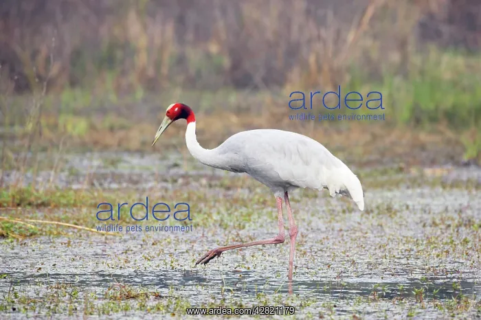 : Sarus Crane - feeding in marsh : Sarus Crane - feeding in marsh