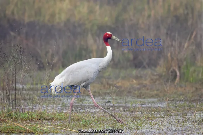 : Sarus Crane - feeding in marsh : Sarus Crane - feeding in marsh