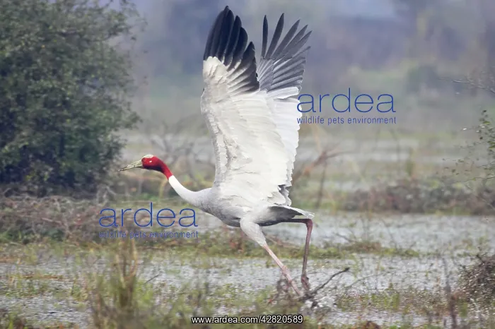 : Sarus Crane - in flight taking off : Sarus Crane - in flight taking off