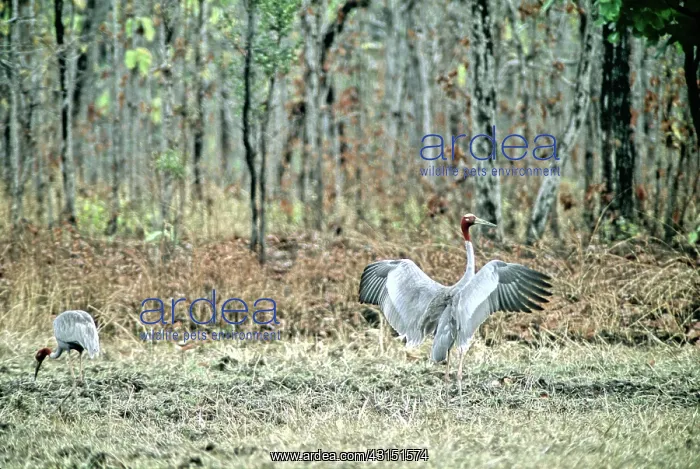 : Sarus Crane (Grus antigone), Cambodia : Sarus Crane (Grus antigone), Cambodia