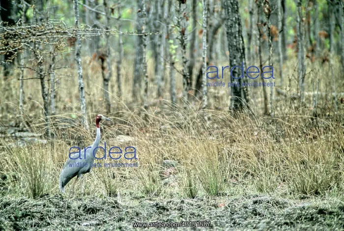 : Sarus Crane (Grus antigone), Cambodia : Sarus Crane (Grus antigone), Cambodia