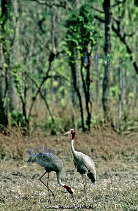 : Sarus Crane (Grus antigone), Cambodia : Sarus Crane (Grus antigone), Cambodia