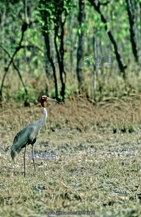 : Sarus Crane (Grus antigone), Cambodia : Sarus Crane (Grus antigone), Cambodia