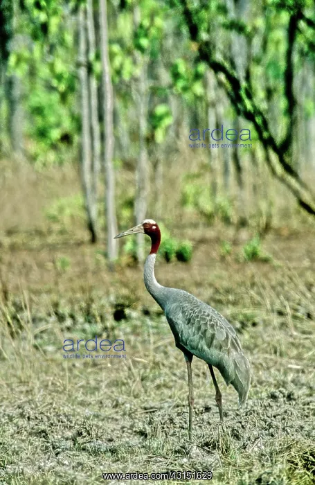 : Sarus Crane (Grus antigone), Cambodia : Sarus Crane (Grus antigone), Cambodia