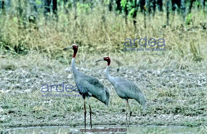 : Sarus Crane (Grus antigone), Cambodia : Sarus Crane (Grus antigone), Cambodia