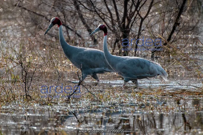 : Sarus crane - Pair : Sarus crane - Pair