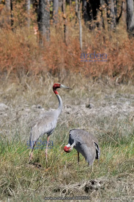 : Sarus Crane Pair : Sarus Crane Pair