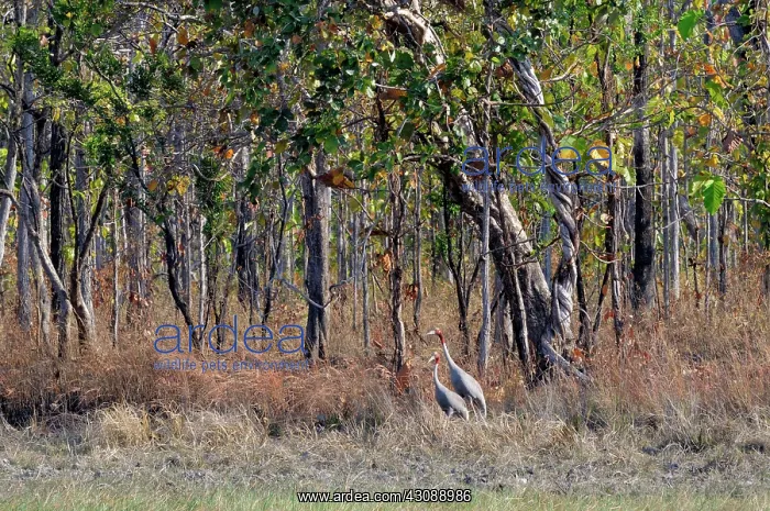 : Sarus Crane Pair : Sarus Crane Pair