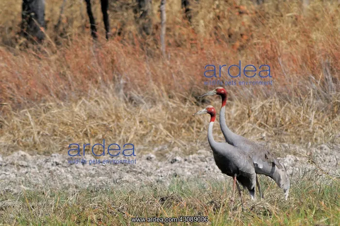 : Sarus Crane Pair : Sarus Crane Pair