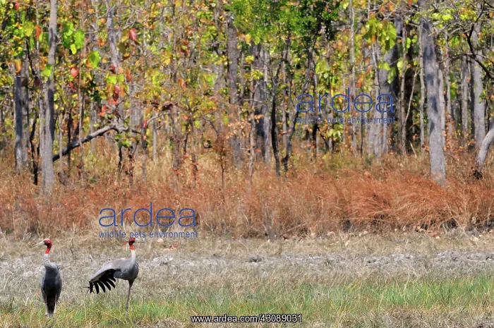 : Sarus Crane Pair : Sarus Crane Pair