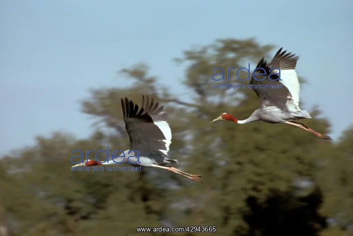 : Sarus crane - Pair in flight : Sarus crane - Pair in flight