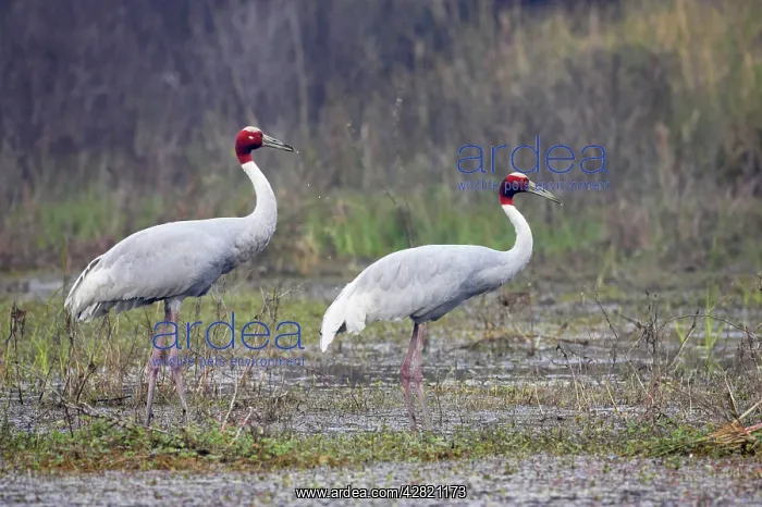 : Sarus Crane - pair in marsh : Sarus Crane - pair in marsh