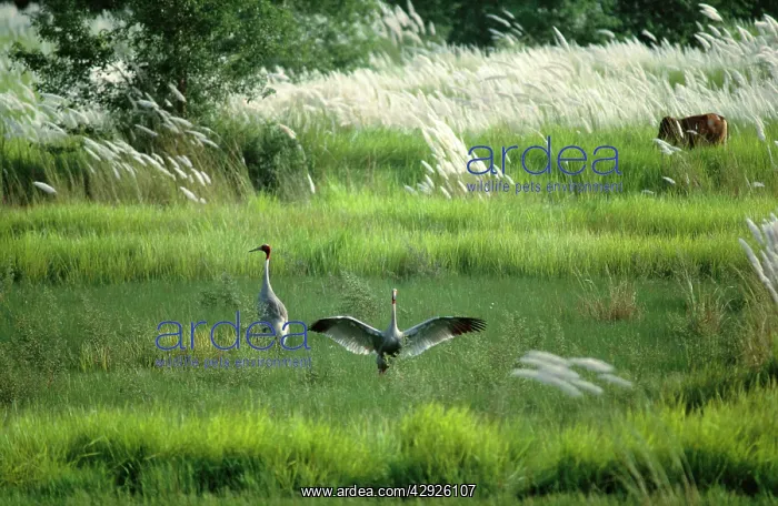 : Sarus Crane - pair in wetland habitat (Indian population) : Sarus Crane - pair in wetland habitat (Indian population)