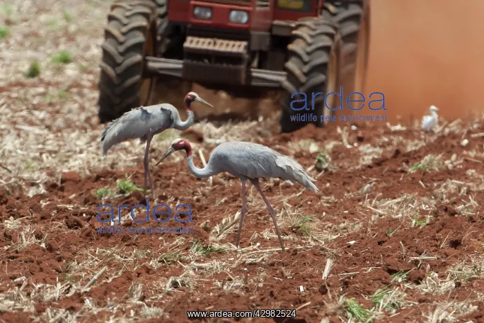 : Sarus Cranes : Sarus Cranes