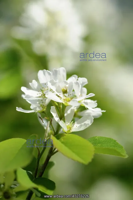: Saskatoon, Amelanchier alnifolia, White subject : Saskatoon, Amelanchier alnifolia, White subject