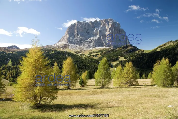  : Sassolungo with autumnal larches, Dolomites, South