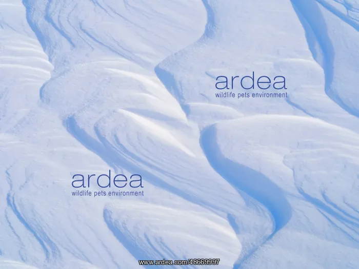  : Sastrugi, wind erosion in snow, between glaciers Rabotbreen