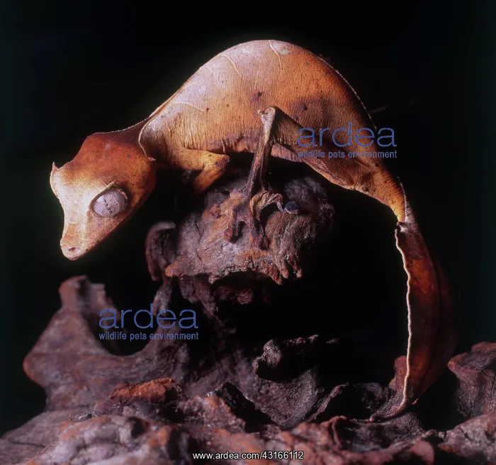 : Satanic Leaf Tail Gecko : Satanic Leaf Tail Gecko