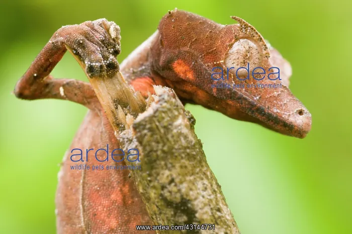 : Satanic Leaf-tailed Gecko : Satanic Leaf-tailed Gecko