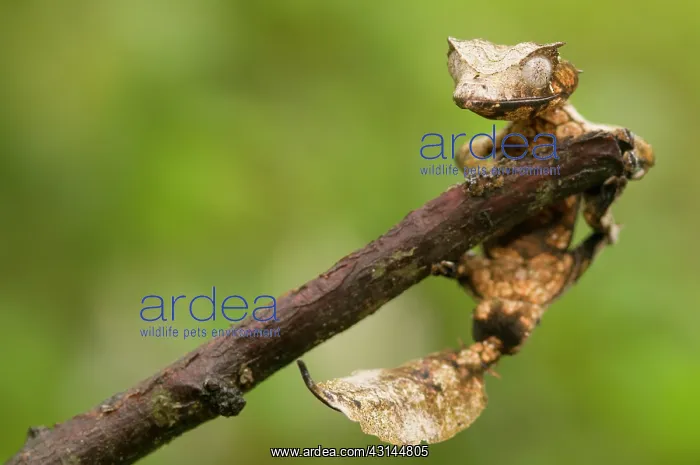 : Satanic Leaf-tailed Gecko : Satanic Leaf-tailed Gecko